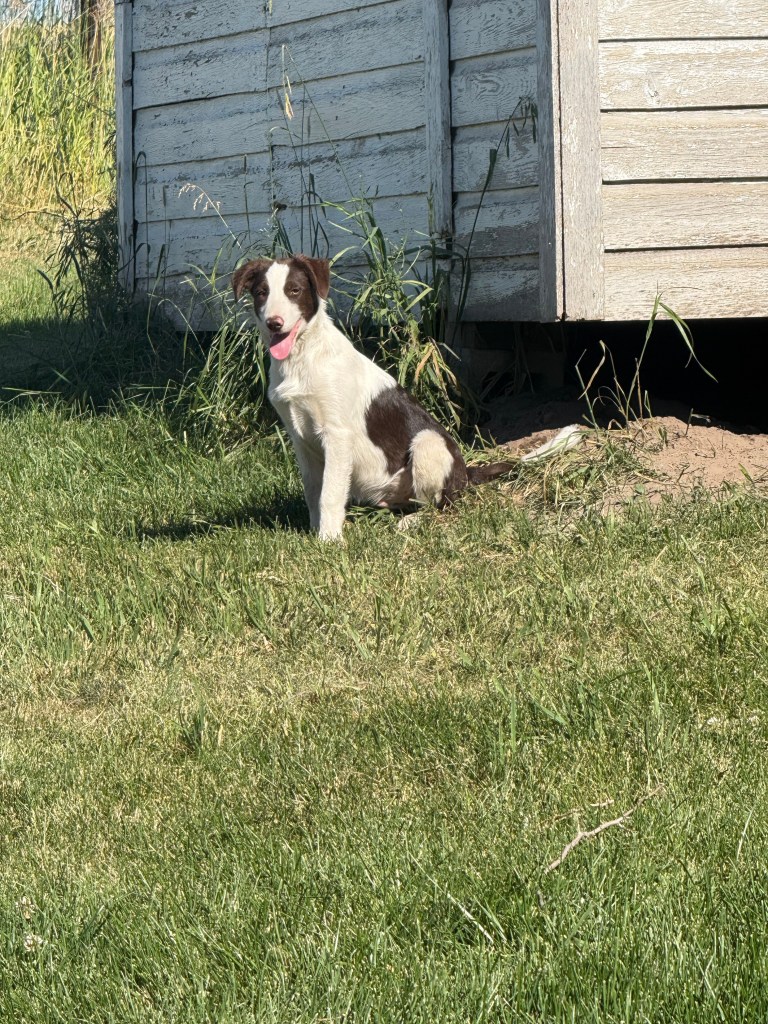 DH Hondu X BC Ava Midg Litter