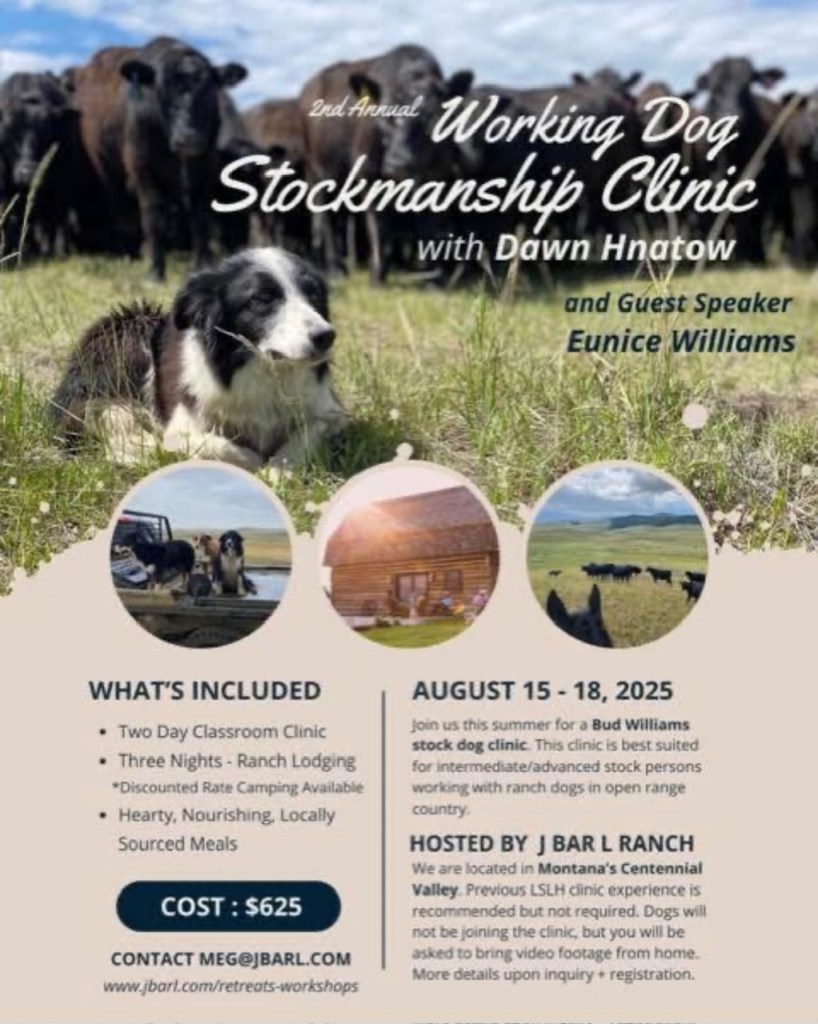 Working Dog Stockmanship Clinic with Dawn Hnatow