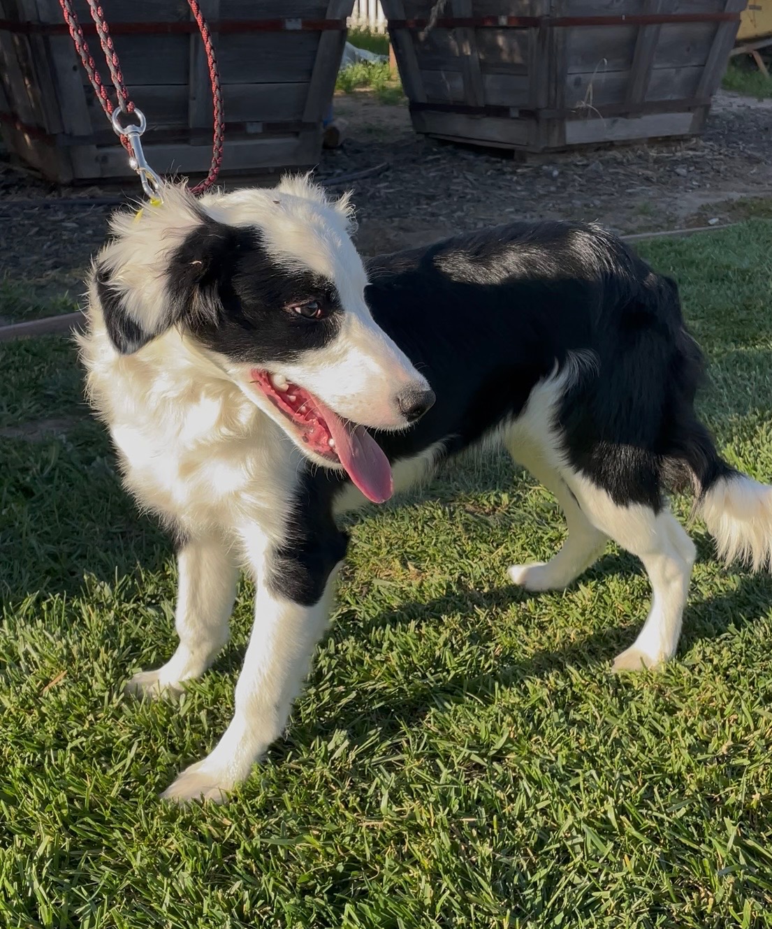 Spotlight dog listing