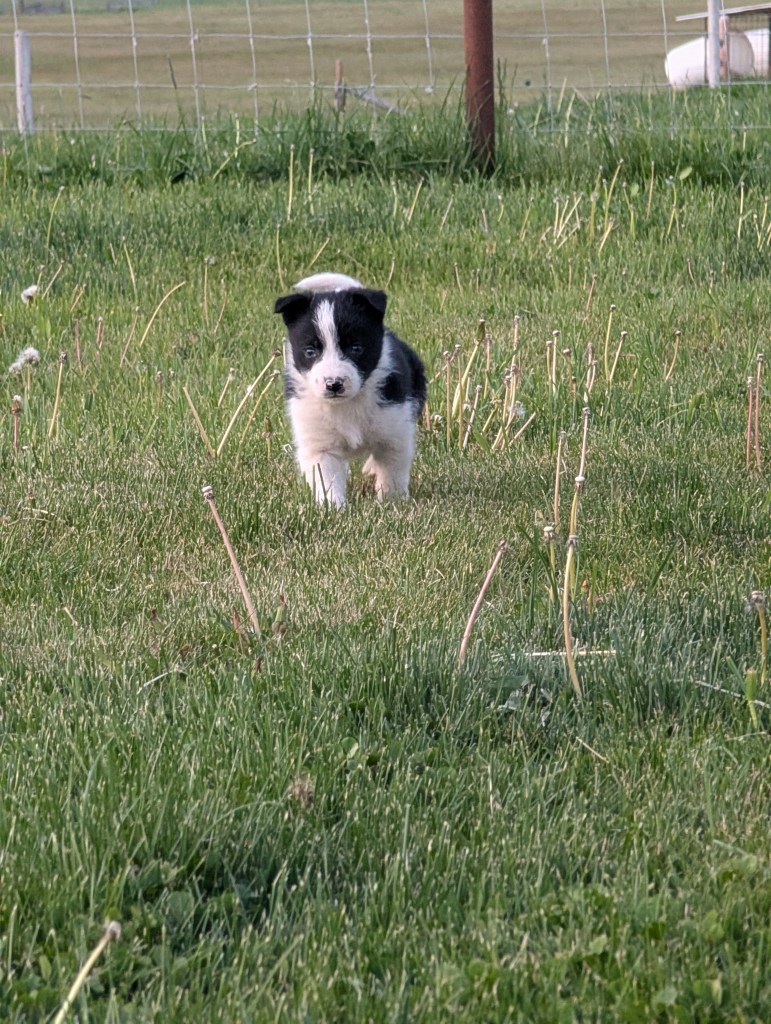 ABCA Puppies